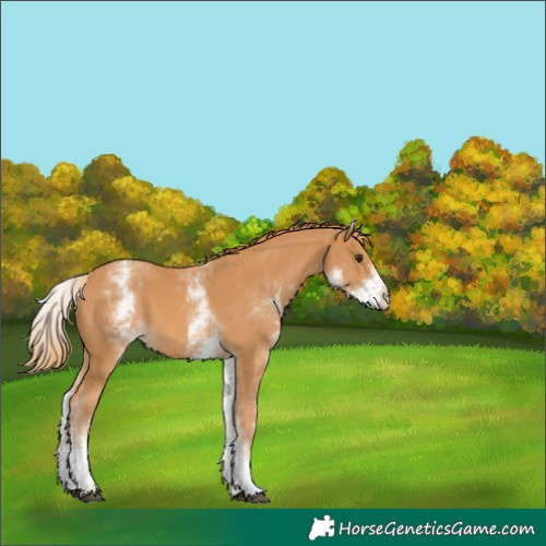 Horse Color:White Spotted Chestnut Varnish 