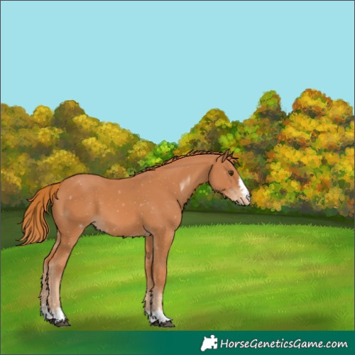 Horse Color:Chestnut Appaloosa 