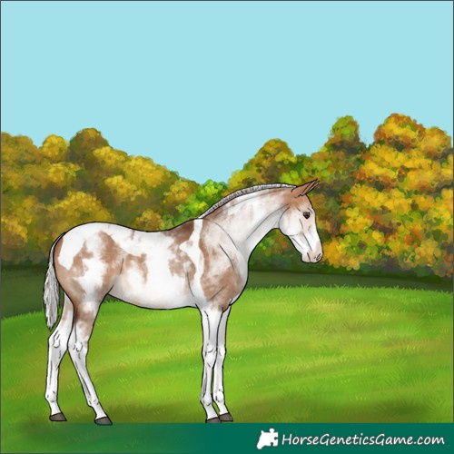 Horse Color:White Spotted Silver Bay Dun Tobiano Rabicano 