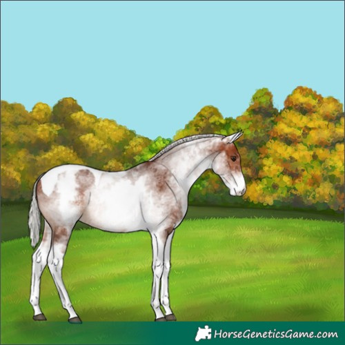 Horse Color:White Spotted Silver Bay Tobiano Rabicano