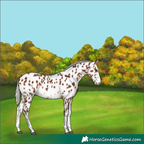 Horse Color:White Spotted Silver Bay Tobiano Near Leopard Rabicano 