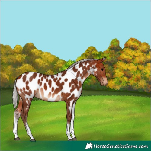 Horse Color:White Spotted Silver Bay Tobiano Near Leopard Rabicano 
