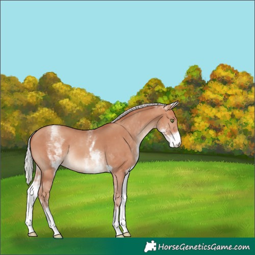 Horse Color:White Spotted Silver Amber Champagne Tobiano Rabicano 