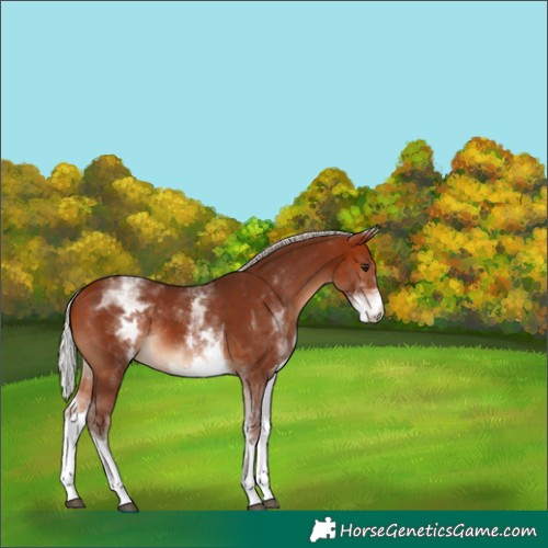 Horse Color:White Spotted Silver Bay Tobiano Rabicano