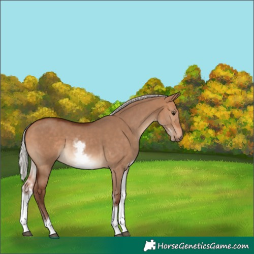 Horse Color:White Spotted Silver Bay Dun Tobiano Rabicano 