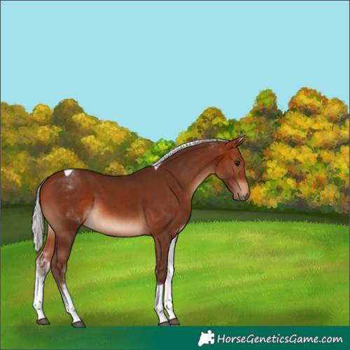 Horse Color:White Spotted Silver Bay Tobiano Rabicano 