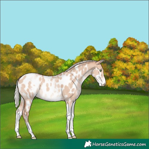 Horse Color:White Spotted Silver Amber Champagne Dun Tobiano Near Leopard Rabicano 