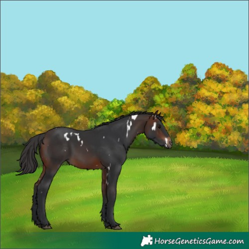Horse Color:White Spotted Brown 