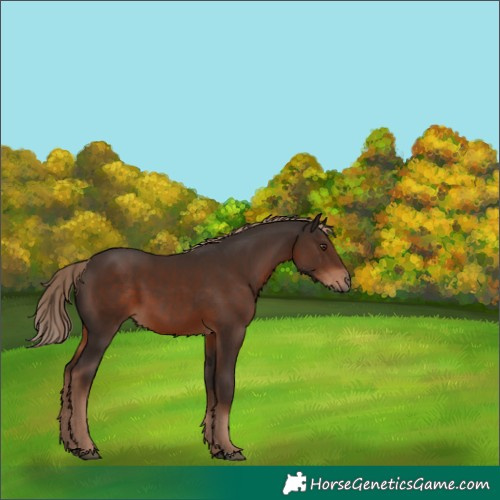Horse Color:Liver Chestnut 
