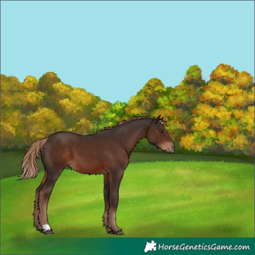 Horse Color:Liver Chestnut 