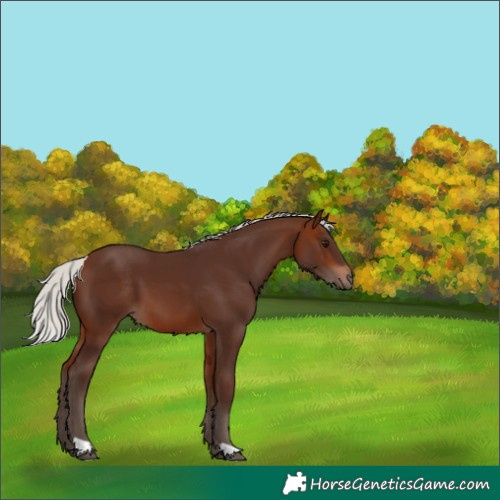 Horse Color:Silver Brown 