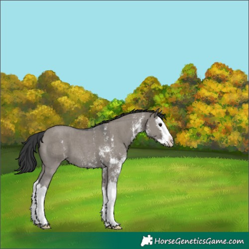 Horse Color:Grullo Sabino Splash 