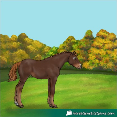Horse Color:Gray Chestnut Sabino 