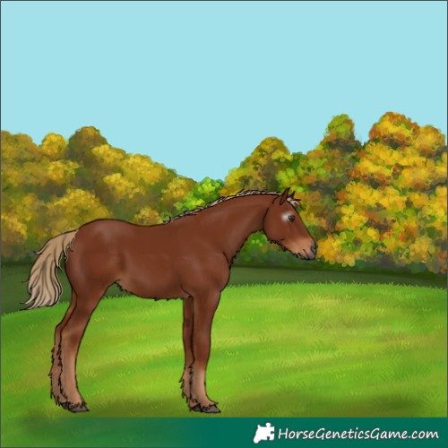Horse Color:Gray Chestnut 
