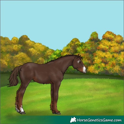 Horse Color:Gray Chestnut Sabino 