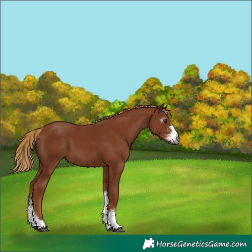 Horse Color:Gray Chestnut Sabino 