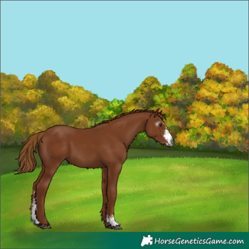 Horse Color:Gray Chestnut Sabino