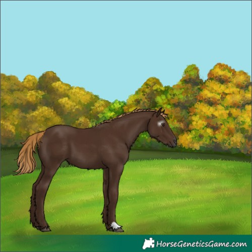 Horse Color:Gray Chestnut 
