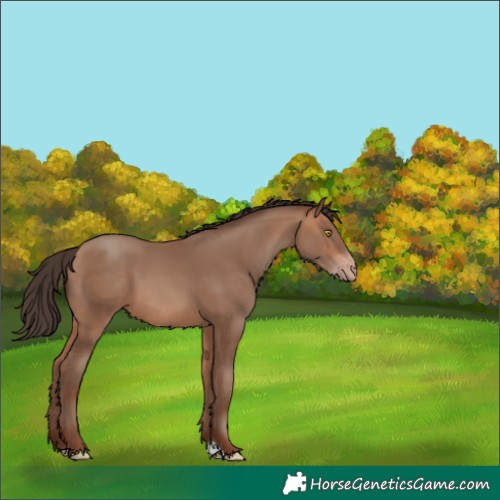 Horse Color:Sable Champagne 