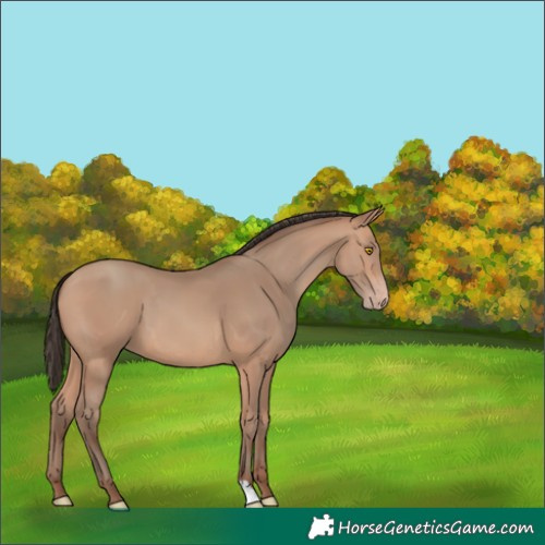 Horse Color:Amber Champagne 