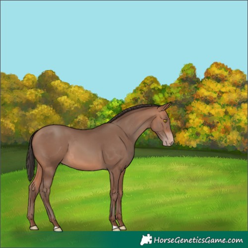 Horse Color:Amber Champagne 