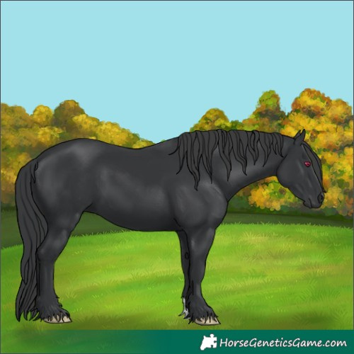 Horse Color:Black 