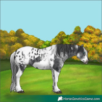 Horse Color:White Spotted Black Splash Tobiano Frame Blanket 