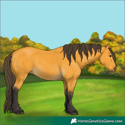 Horse Color:Buckskin 