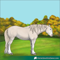 Horse Color:Smoky Creme Splash  and Smoky Creme Splash 