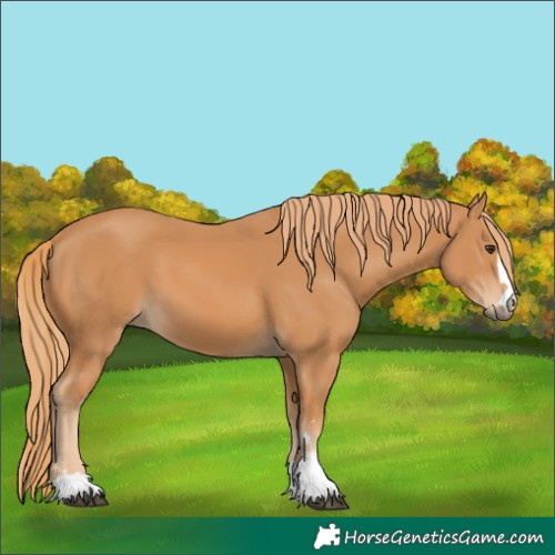 Horse Color:Chestnut 