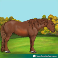 Horse Color:Chestnut 