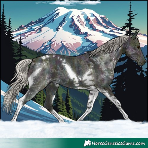 Horse Color:Midnight Silver Buckskin Ice Dun Tobiano 