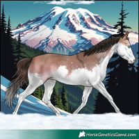 Horse Color:Bay Dun Sabino Splash 