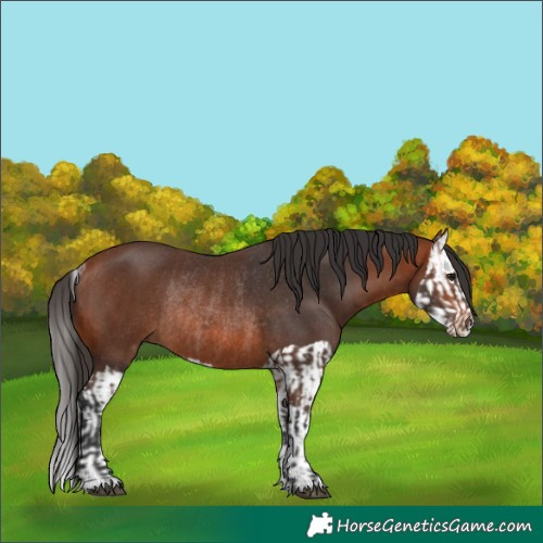 Horse Color:Bay Rabicano  and Bay Splash Rabicano 
