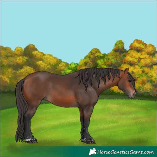 Horse Color:Bay Rabicano  and Bay Rabicano 