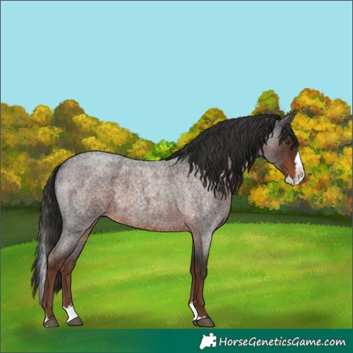 Horse Color:Liver Red Roan Splash 