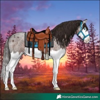 Horse Color:Liver Red Roan Splash 