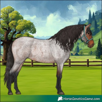 Horse Color:Bay Roan 