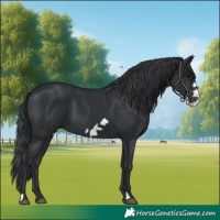 Horse Color:Black Frame 