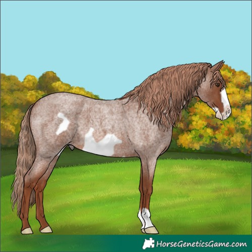 Horse Color:Red Roan Frame