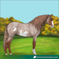 Horse Color:Red Roan Frame 