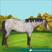 Horse Color:Unknown 
