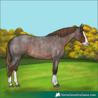 Horse Color:Liver Red Roan Splash 