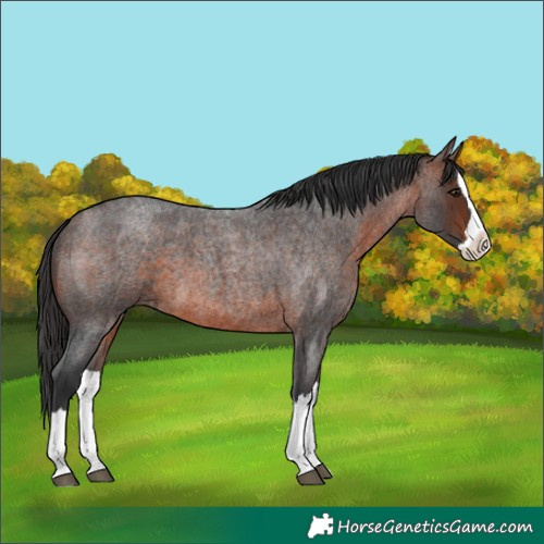 Horse Color:Brown Roan Splash 