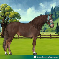 Horse Color:Gray Chestnut 