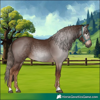 Horse Color:Gray Chestnut 