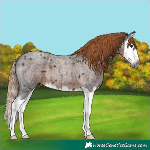 Horse Color:Gray Liver Red Roan Splash 