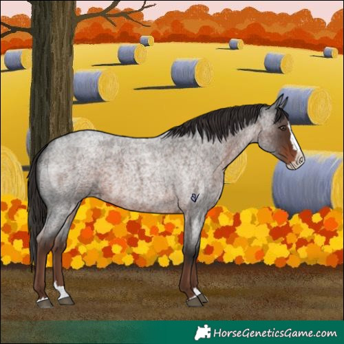 Horse Color:Liver Red Roan Splash 