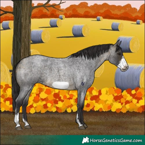 Horse Color:Buckskin Roan Sabino Frame 