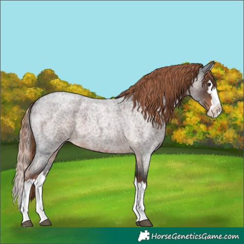 Horse Color:Liver Red Roan Splash 